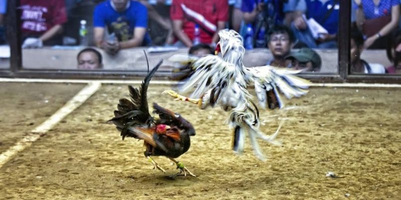 32win32 qq88 bắn cá